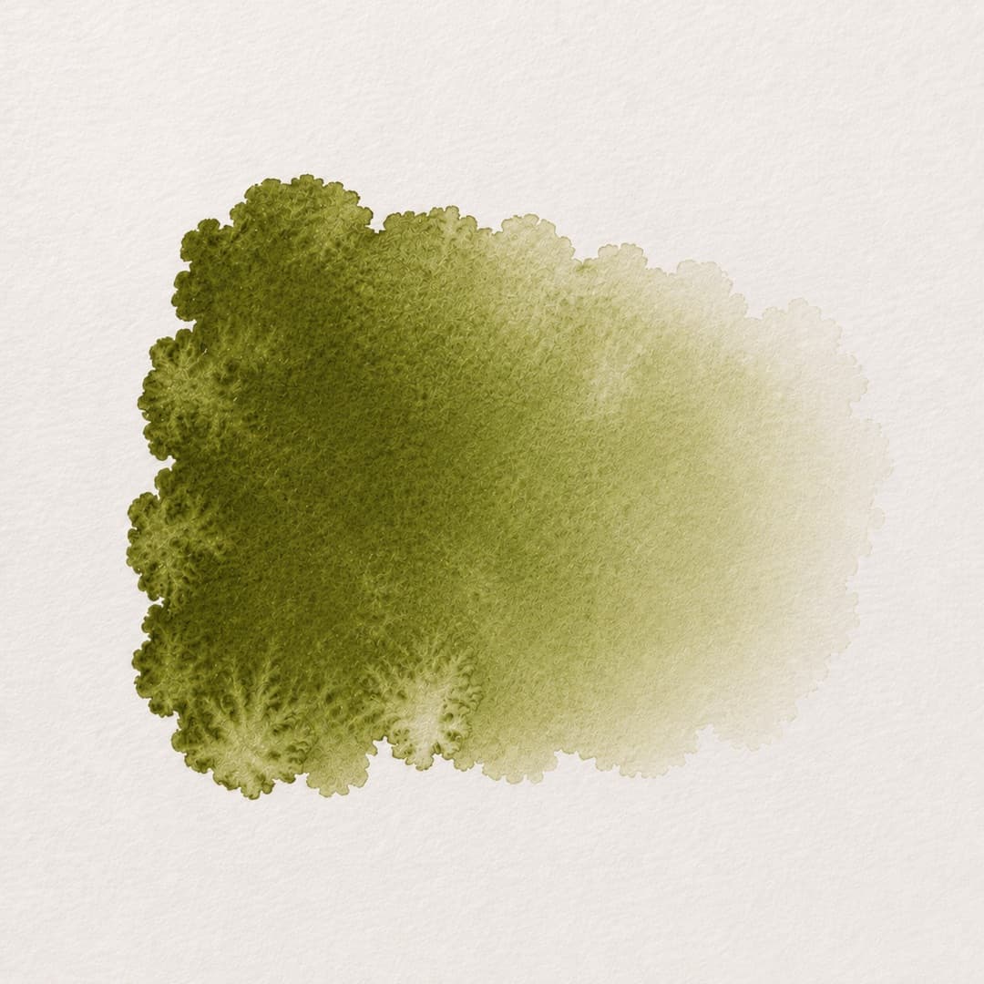 Olíva — Akvarell